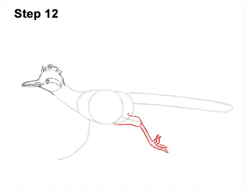 How to Draw a Greater Roadrunner Running 12