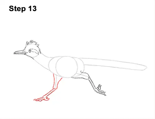 How to Draw a Greater Roadrunner Running 13