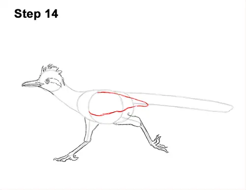 How to Draw a Greater Roadrunner Running 14