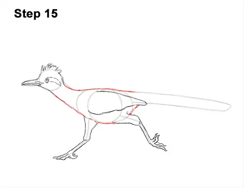 How to Draw a Greater Roadrunner Running 15