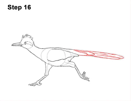 How to Draw a Greater Roadrunner Running 16