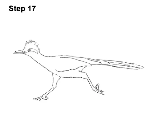 How to Draw a Greater Roadrunner Running 17