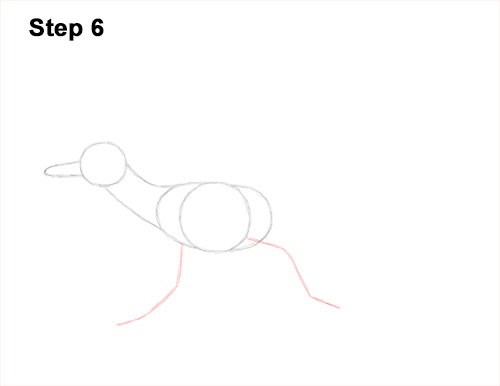 How to Draw a Greater Roadrunner Running 6