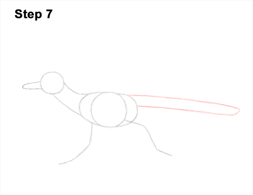 How to Draw a Greater Roadrunner Running 7