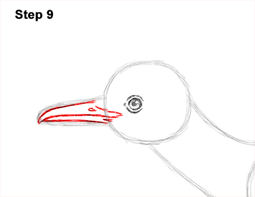 How to Draw a Greater Roadrunner Running 9