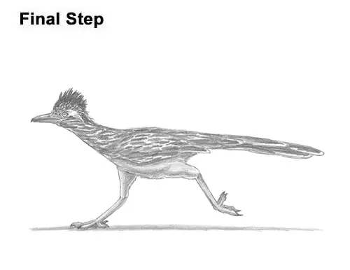 How to Draw a Greater Roadrunner Running