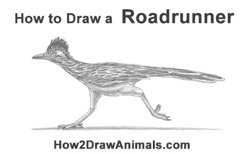 How to Draw a Greater Roadrunner Running