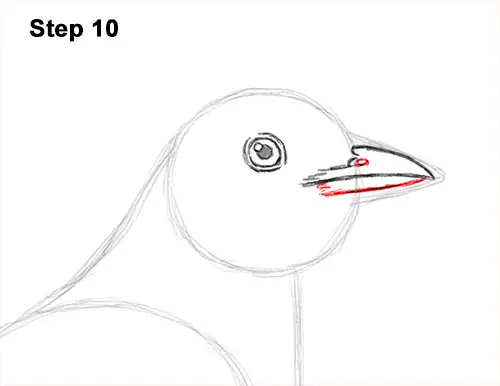 How to Draw an American Robin Bird Color 10