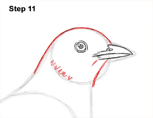 How to Draw an American Robin Bird Color 11