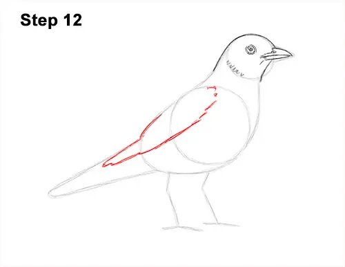 How to Draw an American Robin Bird Color 12