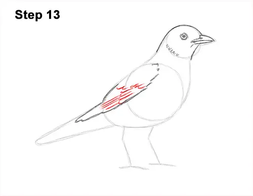 How to Draw an American Robin Bird Color 13