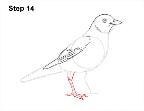 How to Draw an American Robin Bird Color 14