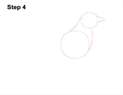How to Draw an American Robin Bird Color 4