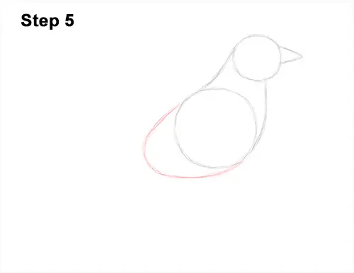 How to Draw an American Robin Bird Color 5