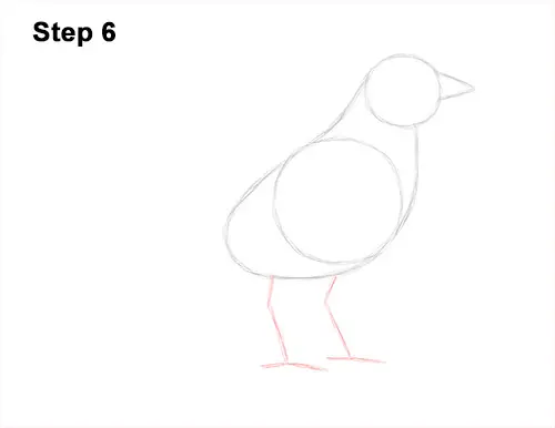 How to Draw an American Robin Bird Color 6