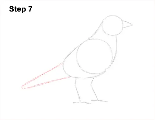 How to Draw an American Robin Bird Color 7