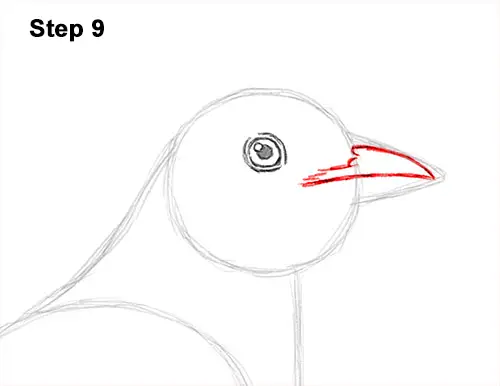 How to Draw an American Robin Bird Color 9
