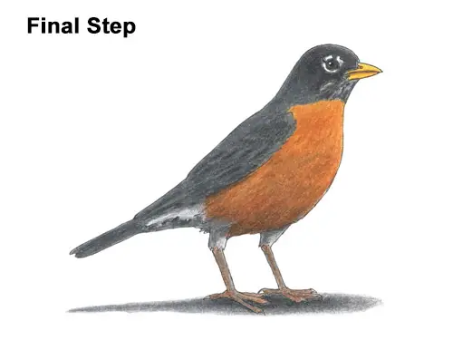 How to Draw an American Robin Bird Color