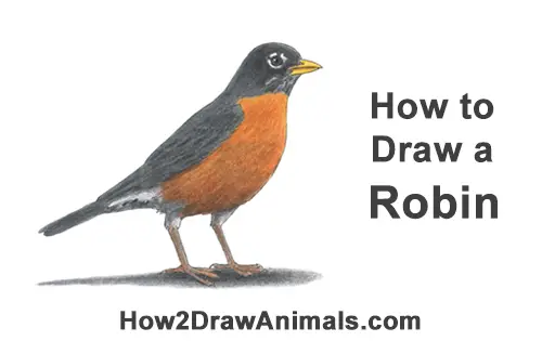 How to Draw a Robin  HelloArtsy