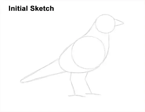 How to Draw an American Robin Bird Color Guide Lines