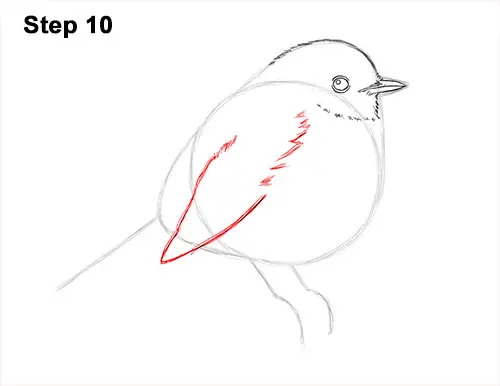 How to Draw a Cute Fluffy European Robin Bird 10