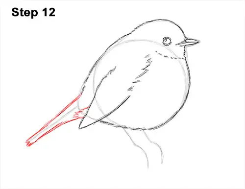 How to Draw a Cute Fluffy European Robin Bird 12