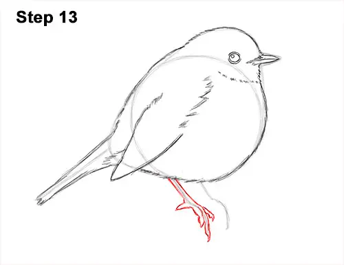 How to Draw a Cute Fluffy European Robin Bird 13