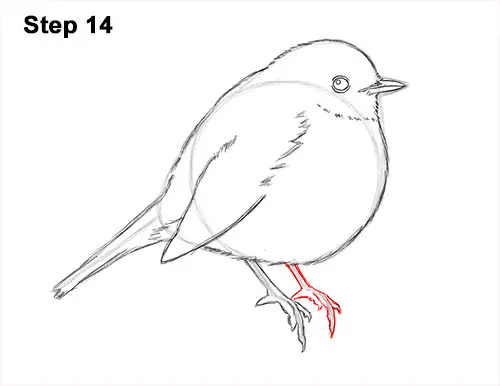 How to Draw a Cute Fluffy European Robin Bird 14