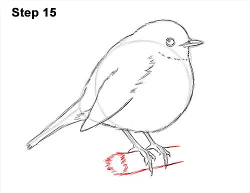 How to Draw a Cute Fluffy European Robin Bird 15