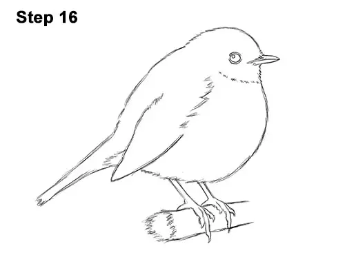How to Draw a Cute Fluffy European Robin Bird 16