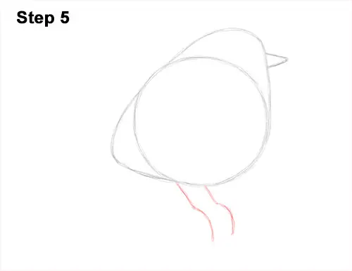 How to Draw a Cute Fluffy European Robin Bird 5