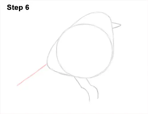How to Draw a Cute Fluffy European Robin Bird 6