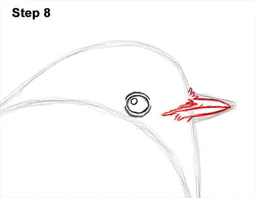 How to Draw a Cute Fluffy European Robin Bird 8