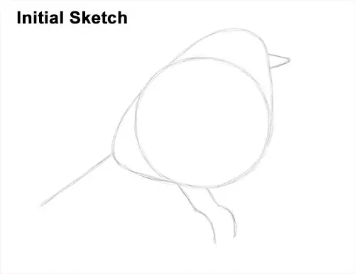 How to Draw a Cute Fluffy European Robin Bird Initial Sketch