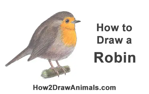 How to Draw a Cute Fluffy European Robin Bird