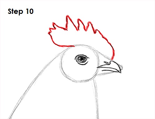 Draw Rooster 10