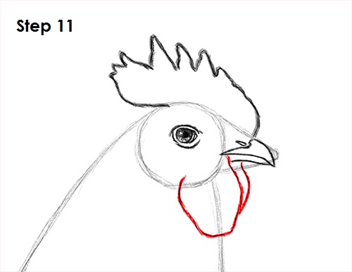 Draw Rooster 11