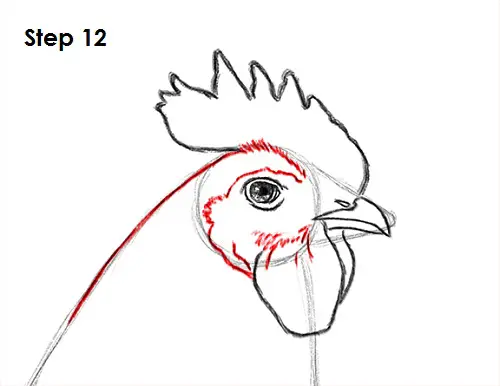 Draw Rooster 12