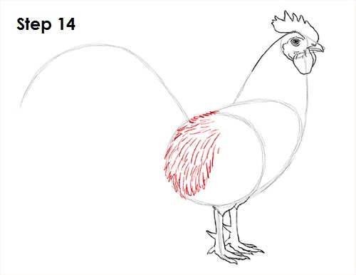 Draw Rooster 14