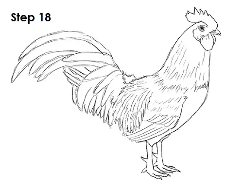 Draw Rooster 18