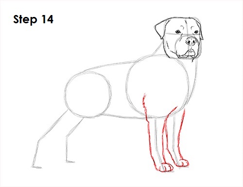 Draw Rottweiler 14