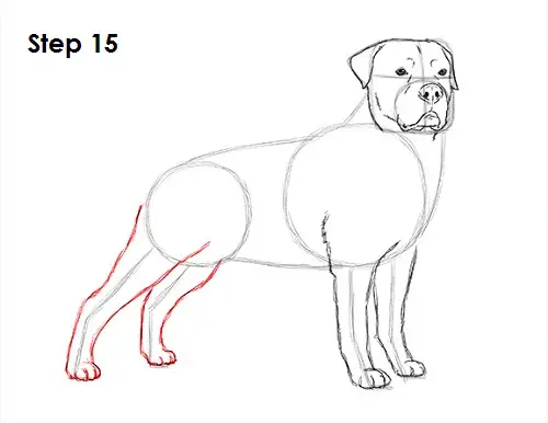 How to Draw a Rottweiler