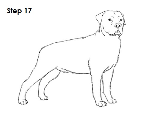 Draw Rottweiler 17