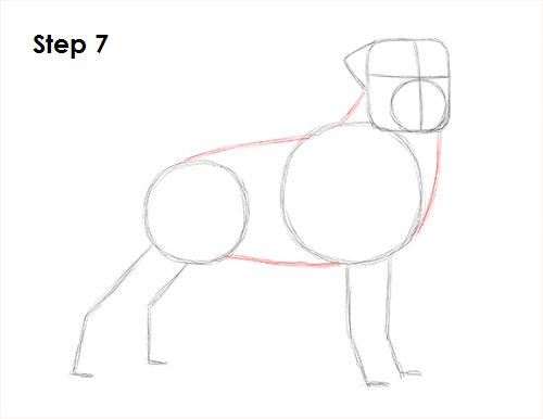 Draw Rottweiler 7