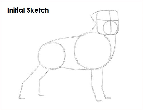Draw Rottweiler Sketch