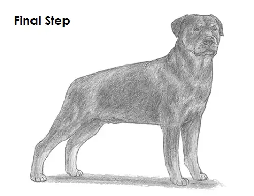 Draw Rottweiler Dog