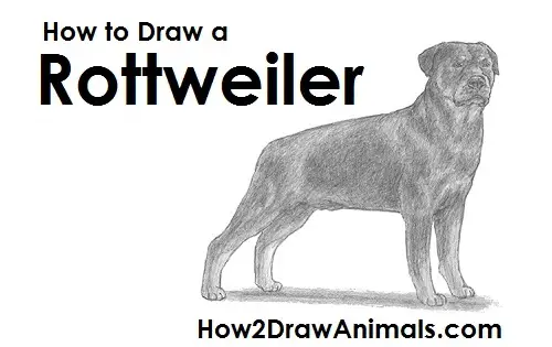 Draw Rottweiler Dog