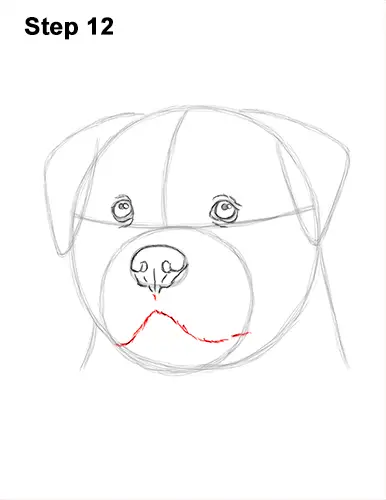 How to Draw a Rottweiler Dog Head Portrait Face 12