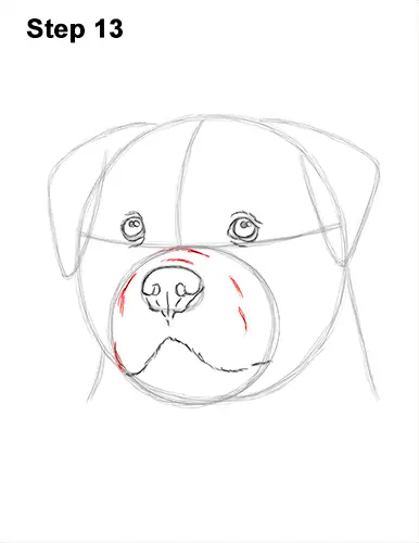 How to Draw a Rottweiler Dog Head Portrait Face 13