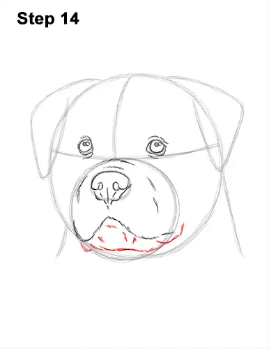 How to Draw a Rottweiler Dog Head Portrait Face 14